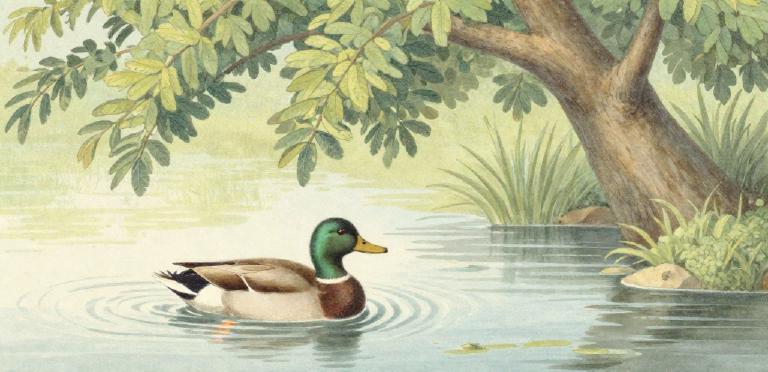 AWS compra DuckLabs: qué cambia y qué no para quienes usamos DuckDB